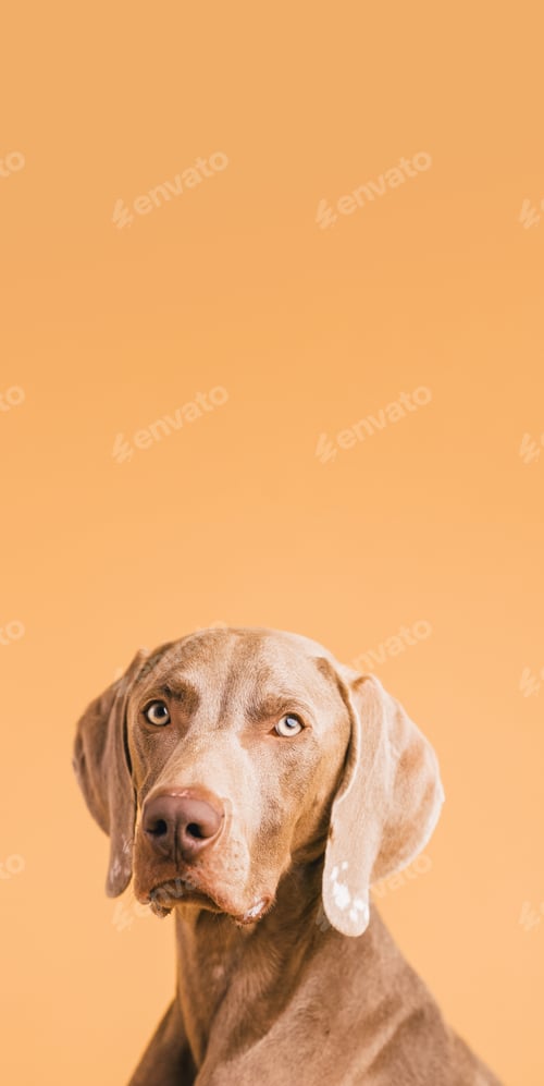Preview: Weimaraner dog looking at camera with curiosity