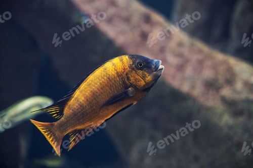 Preview: close up on Iodotropheus sprengerae fish