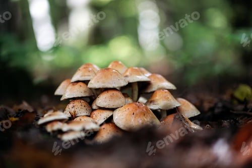 Preview: Beautiful fairy tale image with little mushrooms in autumn forest