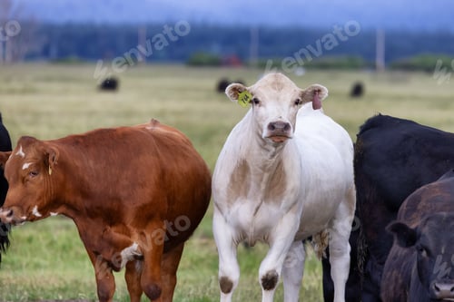 Preview: Cow in a green field with mountain landscape in background