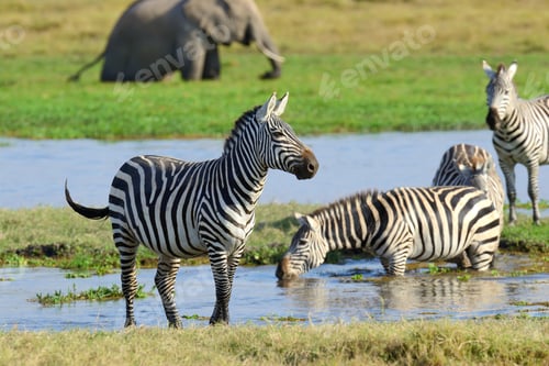 Preview: Zebra