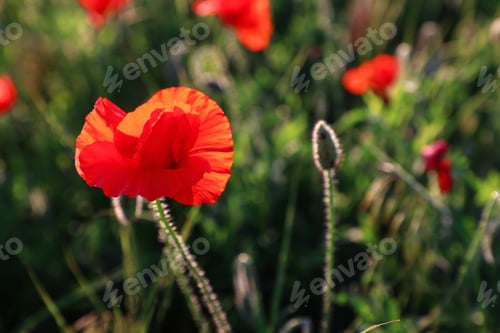 Preview: Beautiful blooming red poppy flower in field on sunny day. Space for text