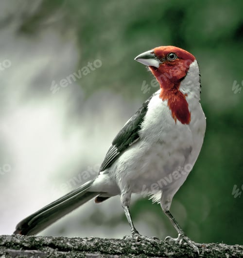 Preview: Close-up of a red-headed bird perched on a branch with a blurred green background.