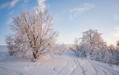 Preview: Small fragile tree covered with hoarfrost lonely grows