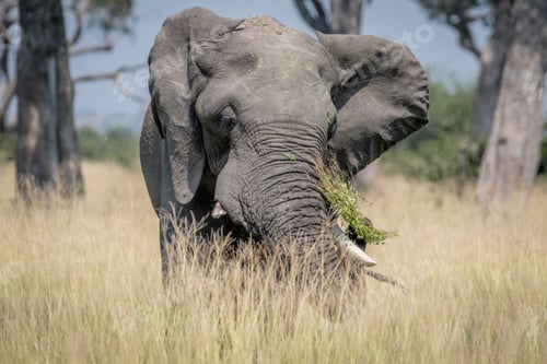Preview: Big Elephant bull standing in the high grass.
