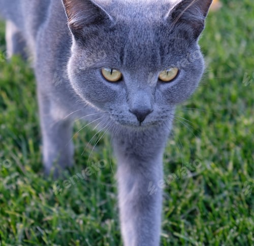 Preview: Gray fluffy cat is walking on the green grass. Close-up muzzle of cat with yellow-green eyes, a long