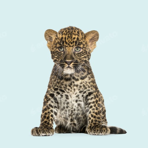 Preview: Young leopard cub sitting and staring, isolated on a seamless light blue background