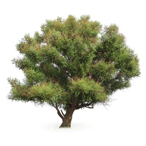 Preview: big poplar tree