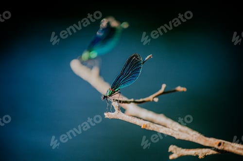 Preview: Two blue dragonflies on a knot