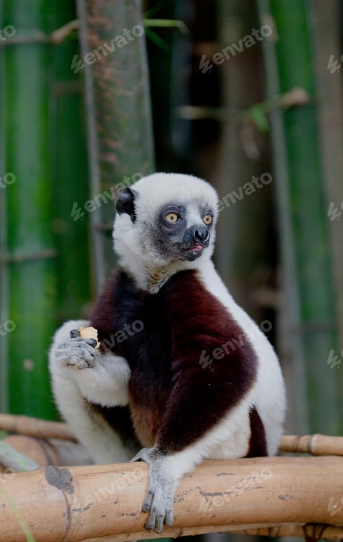 Preview: Sifaka lemur perched on bamboo branch