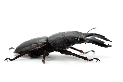 Preview: Giant Stag Beetle isolated on white background