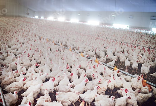 Preview: Poultry unlimited. Shot of chickens on a poultry farm.