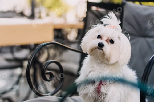 Preview: Cute maltese dog sitting on chair.