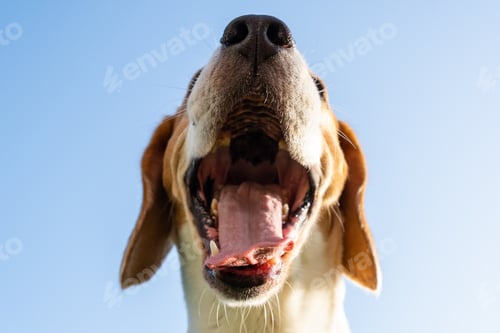 Preview: Closeup of Beagle dog head, 6 years old, looking away with tongue out in summer heat against blue