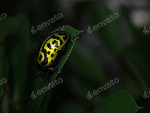 Preview: Vibrant Calligrapha mexicana beetle resting on green leaf in rainforest habitat