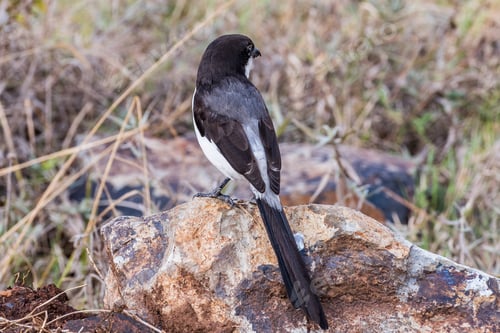 Preview: Bird Wild Animals Flight Kenya East Africa Wildlife Prey Hunter