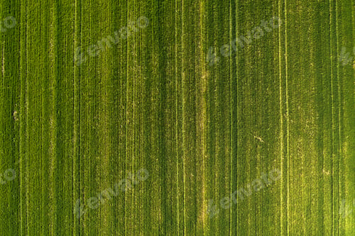 Preview: Aerial view of green wheatgrass field from drone pov
