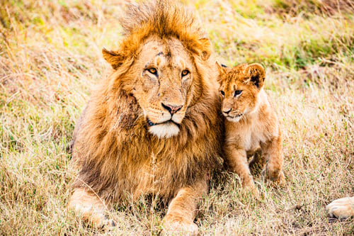 Preview: Lion Lioness Cub Wild Cat Big Five Wildlife Animals
