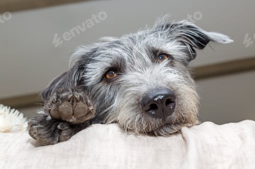 Preview: Tired Dog Looking Out From Bed