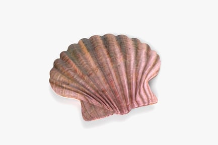 Preview: Textured Scallop Seashell