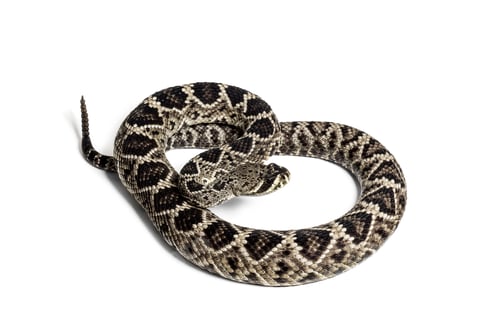 Preview: western diamondback rattlesnake or Texas diamond-back, venomous snake against white background