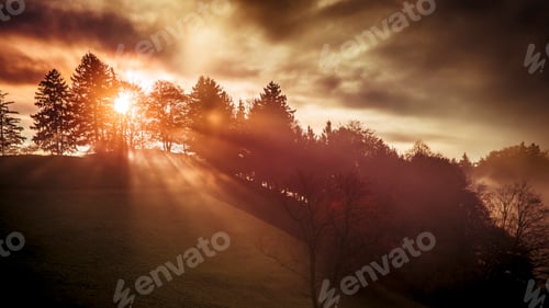 Preview: a sun shines through a tree