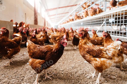 Preview: Free ranged chickens roaming in coop