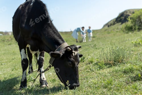 Preview: Close-up of a black cow grazing in a meadow against the background of a mother and twin daughters