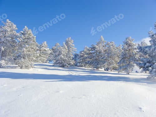 Preview: Winter landscape on the top of the mountain. Trees in the snow. Nature background. North Pole