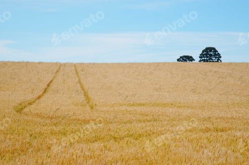 Preview: Scenery of a yellow wheat field, with traces of a car on it green trees and cloudy blue sky