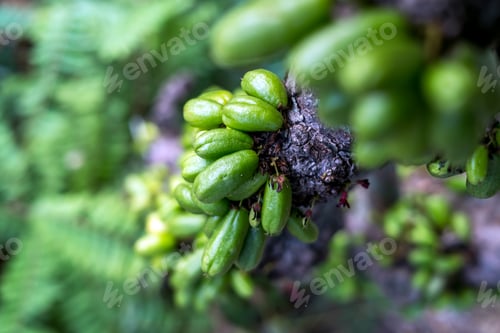 Preview: Averrhoa bilimbi, the fruit that grows on the trunk of the tree