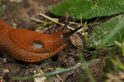 Preview: Closeup on the European large red slug, Arion rufus on the ground