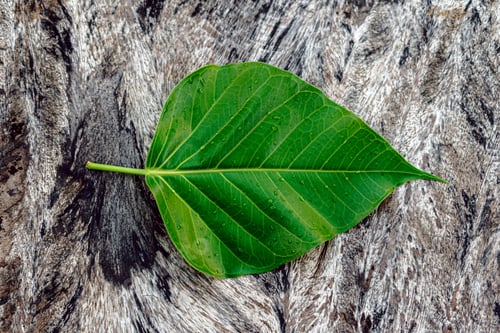 Preview: Green leaf of Sacred Fig (Ficus religiosa) on the wood plank texture