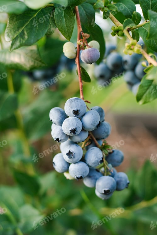 Preview: Ripe Bunch of Blueberries Hanging from a Bush Ready to be Picked