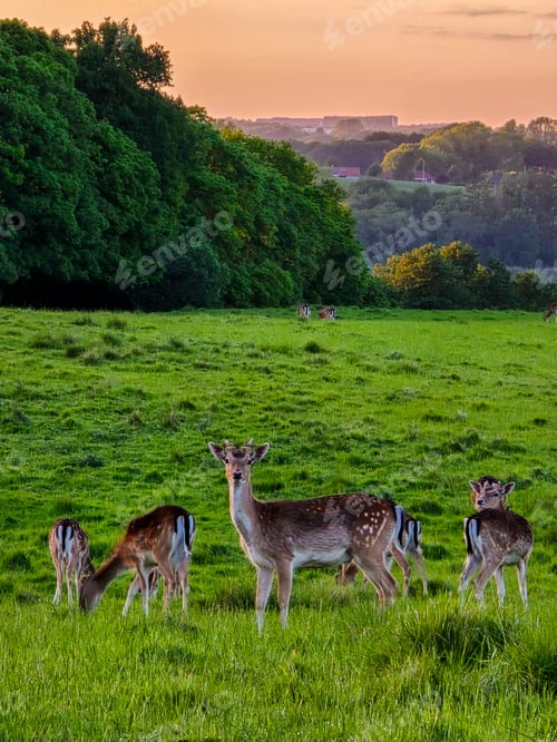 Preview: Gentle Deer Grazing in Lush Norwegian Meadow at Sunset