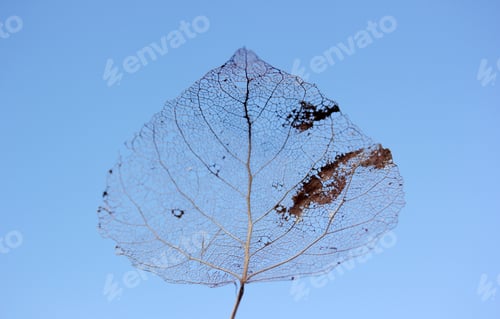 Preview: Macro shot of leaf vein skeleton. Abstract texture background.