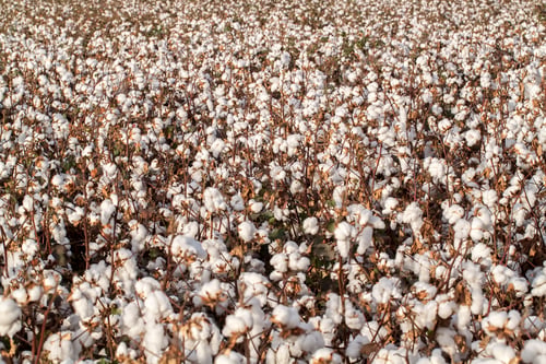 Preview: Cotton fields ready for harvesting, agriculture photo.