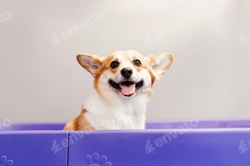 Preview: Corgi puppy sitting at the violet bath at grooming salon interior