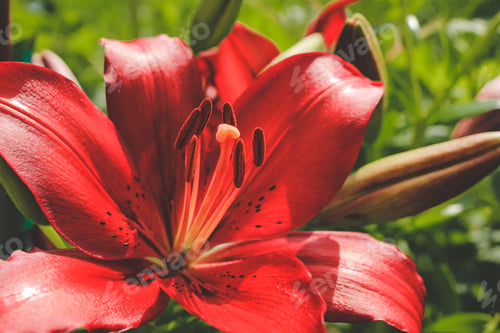Preview: Decorative red Original Love lilies lily growing in garden Floral spring summer natural background N