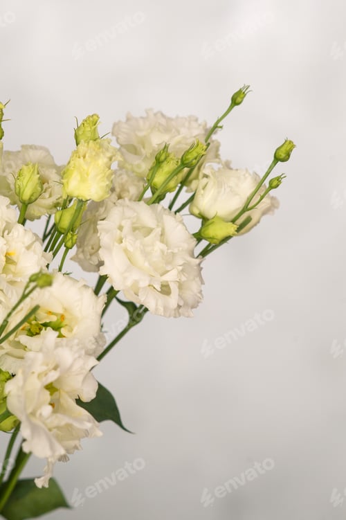 Preview: Elegant white lisianthus flowers with green buds and leaves on soft grey background