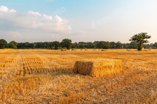 Preview: Golden wheat fields