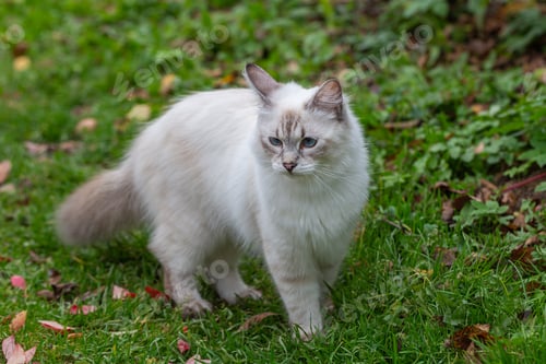 Preview: Picture of a nevsky masquerade cat in a garden stock photo