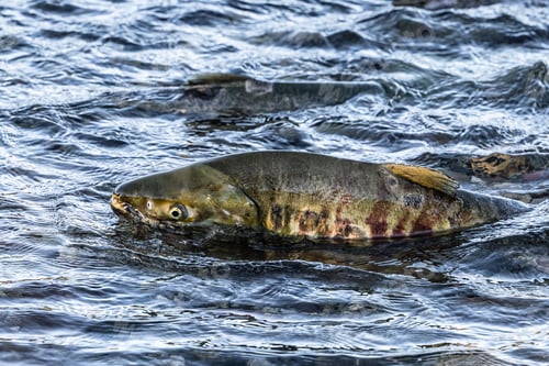 Preview: Close-up view of a chum salmon swimming in a clear blue body of water