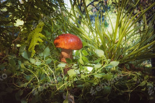 Preview: Edible Mushrooms In The Grass- Nature Background. Forest Landscape.