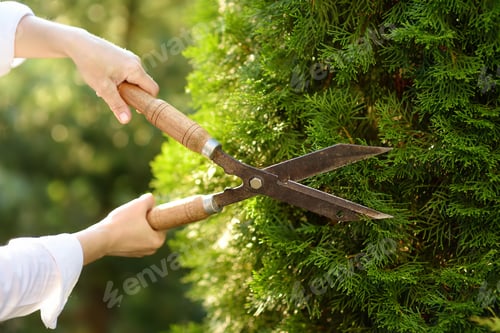 Preview: Hands of female gardener. Woman working with secateur in domestic garden at summer day.