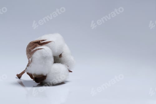 Preview: Cotton flower