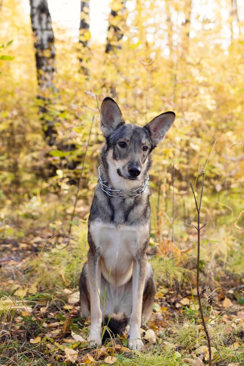 Preview: Brown and white short-haired mongrel dog is sitting on autumn grass and leaves in a park.