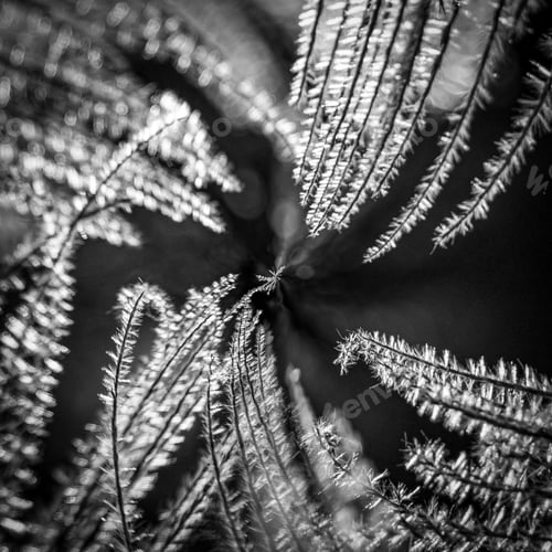 Preview: Natural plant fibers glowing backlit by the sun. Miscanthus Chinese silver grass