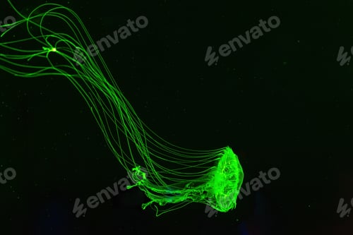 Preview: Atlantic Sea Nettle Jellyfish Swimming Underwater Aquarium Pool With Bright Green Neon Light