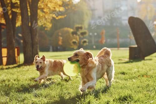 Preview: Running with frisbee. Two beautiful Golden Retriever dogs have a walk outdoors in the park together